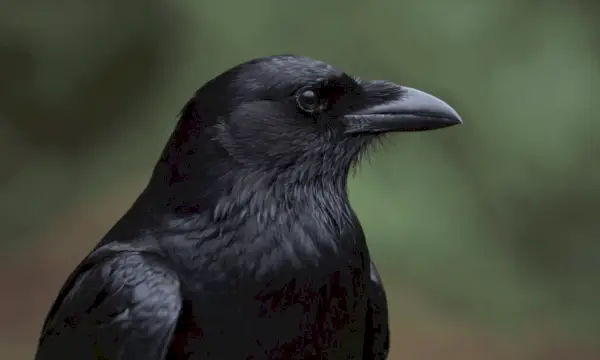 Kulturní reprezentace vran