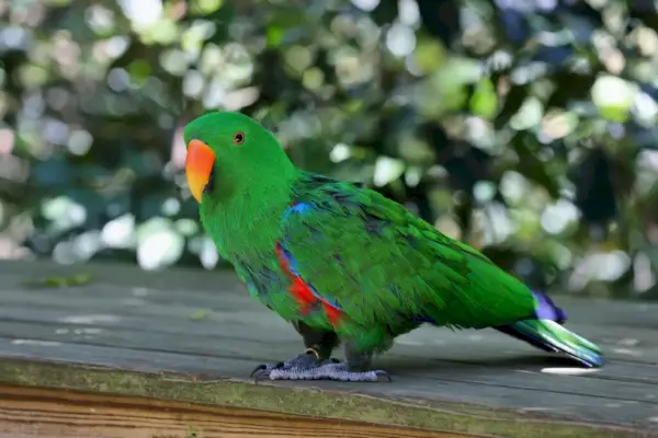 Eclectus papegøye (Electus roratus)