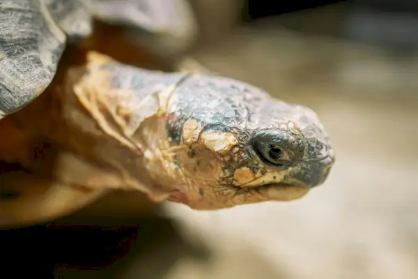 Primer plano de una tortuga radiada en su hábitat terrestre. Hermosa tortuga - especie rara, Madagascar