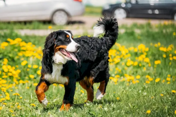 Berner Sennenhund Lek utomhus i grönt Spr