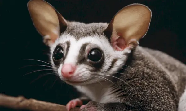 Sugar Glider Symbolik