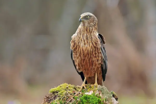 Westelijke bruine kiekendief
