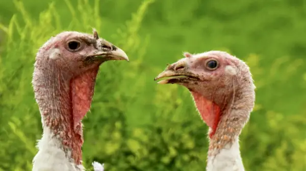 Tir al cap de Turquia