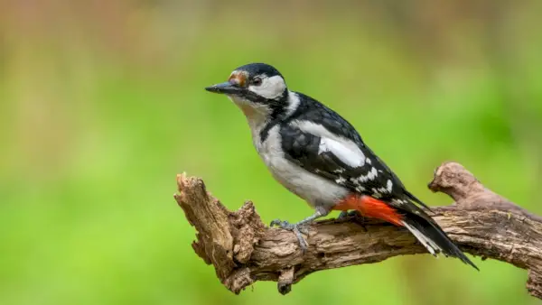 Veliki žolna na veji.