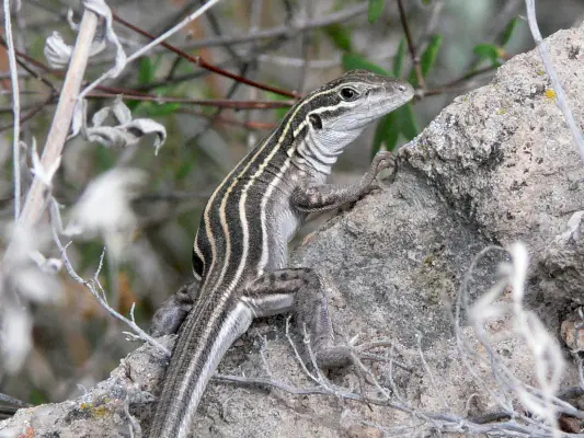 Simbolismul și semnificația șopârlei Whiptail