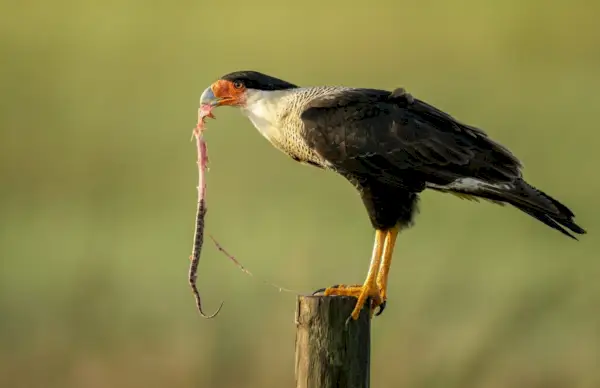 Simbolisme i significat de Caracara: una guia per al poderós ocell rapinyaire