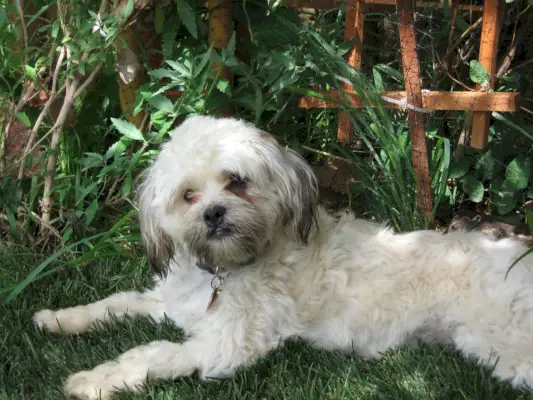 Démêler le symbolisme du chien Zuchon : un compagnon fidèle et plus encore