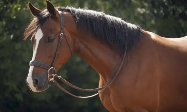 สัญลักษณ์ม้าอาหรับ