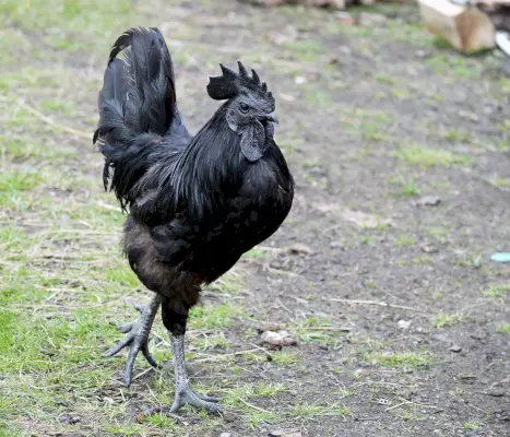 Ayam Cemani szimbolizmus és jelentés