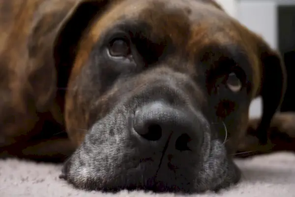 Boxador Sembolizmi ve Anlamı