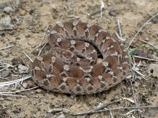 카펫 독사 상징과 의미