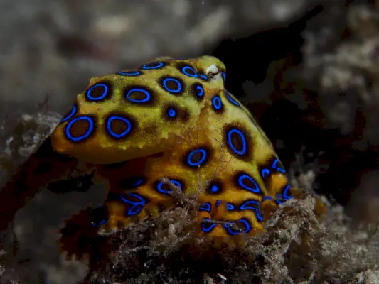 Simbolismo e significato del polpo dagli anelli blu