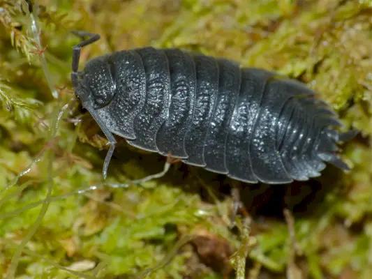 Simbolisme i significat de Woodlouse