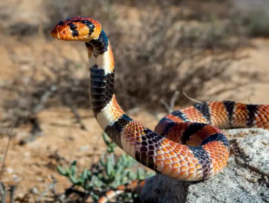 Koralinės gyvatės simbolika ir reikšmė