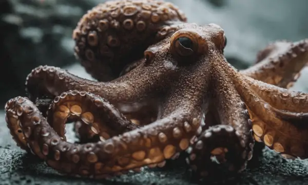 ਆਕਟੋਪਸ ਪ੍ਰਤੀਕਵਾਦ