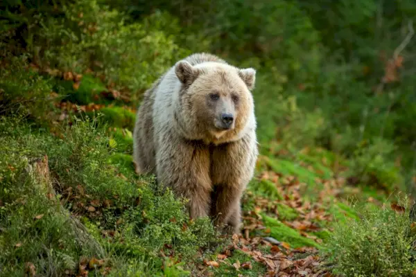 Oso pardo en el bosque de otoño