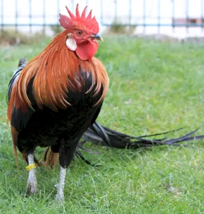 Zadivljujući Onagadori: simbolika i značenje pileta