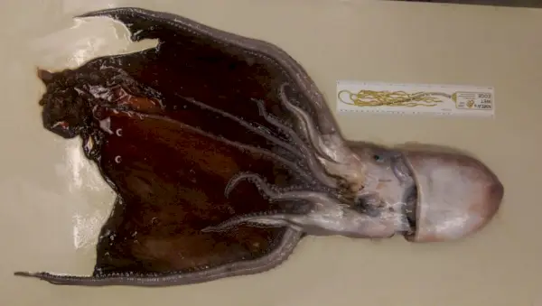 Simbolism și semnificație de caracatiță