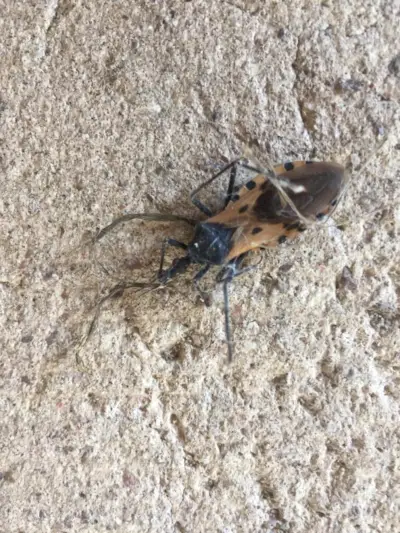 Kissing Bugs: แมลงตัวจิ๋วที่มีความหมายเชิงสัญลักษณ์มากมาย