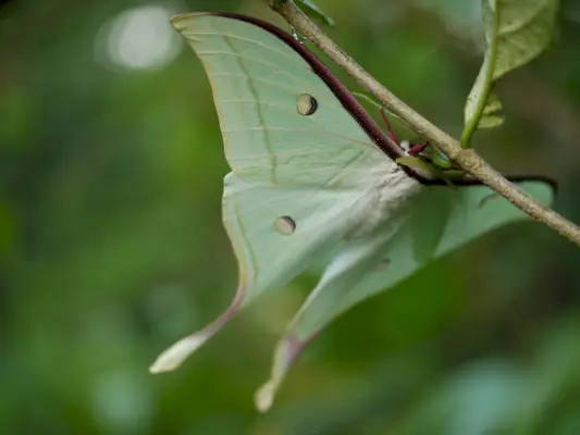 Luna Moth Symbolism: Transformace, spiritualita a božské ženství