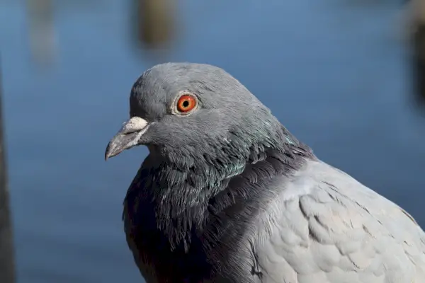 Simbolisme i significat dels coloms