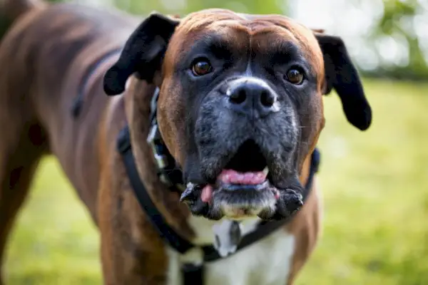 Boksač simbolizam i značenje