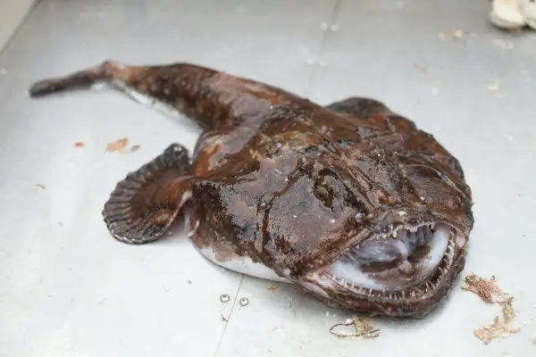 breiflabb symbolikk og mening