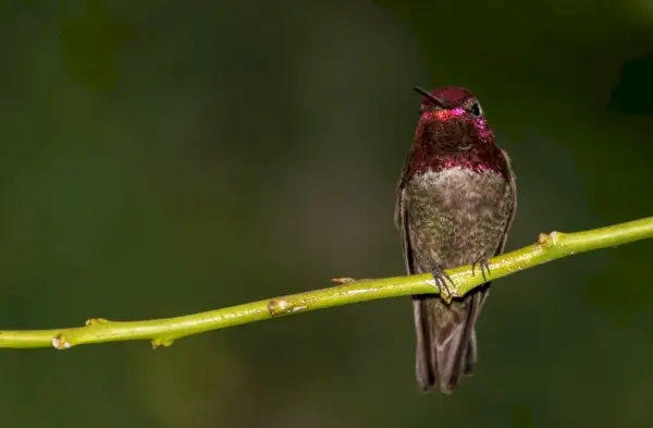 Simbolismo y significado del colibrí de Anás