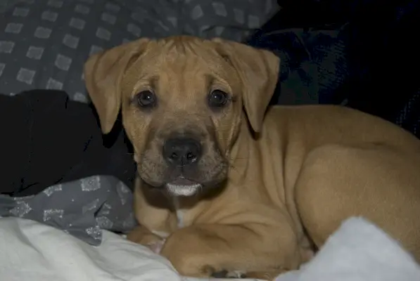 बॉक्सर मिक्स प्रतीकवाद: क्रॉसब्रीड्स के पीछे के अर्थ का अनावरण