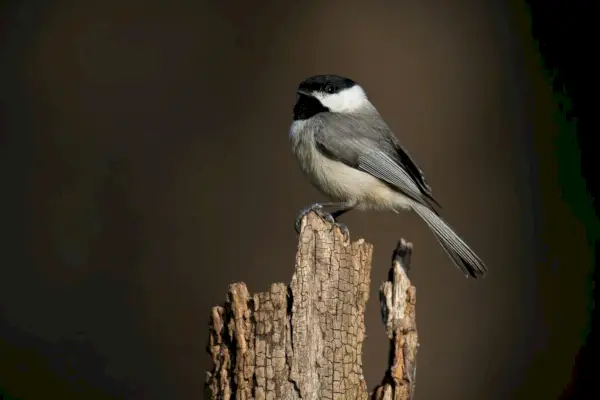 Chickadee symbolikk og mening: Oppdag visdommen til disse sjarmerende fuglene