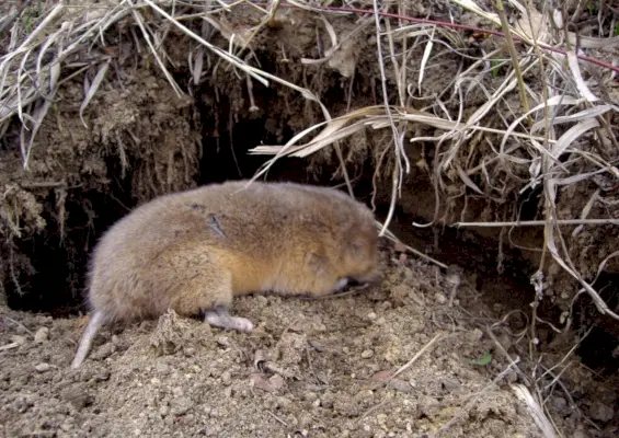 Скритият смисъл зад Zokor