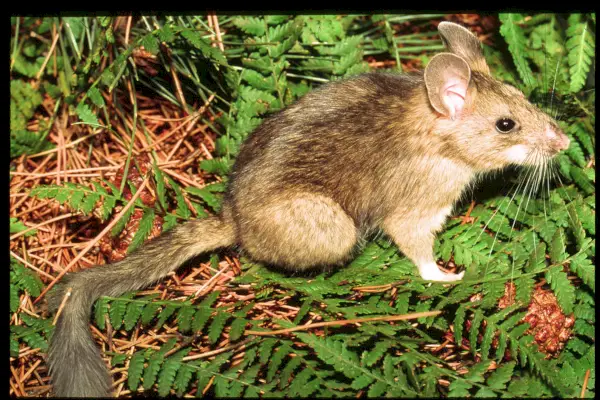 Woodrat (حزمة الفئران) رمزية ومعنى