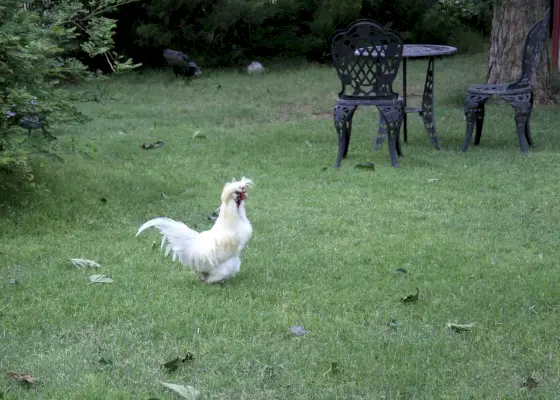 Symbolisme et signification du poulet Sultan