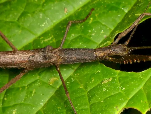 Phasmatodea (Stick Bug) Символика и значение