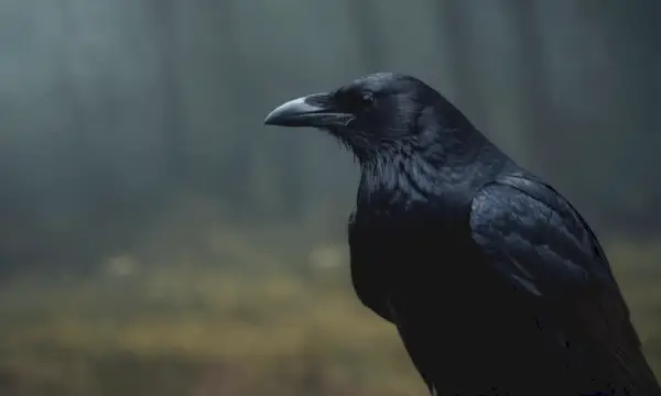 Krähensymbolik