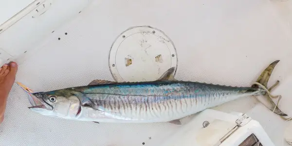 الواهو رمزية الأسماك والمعنى