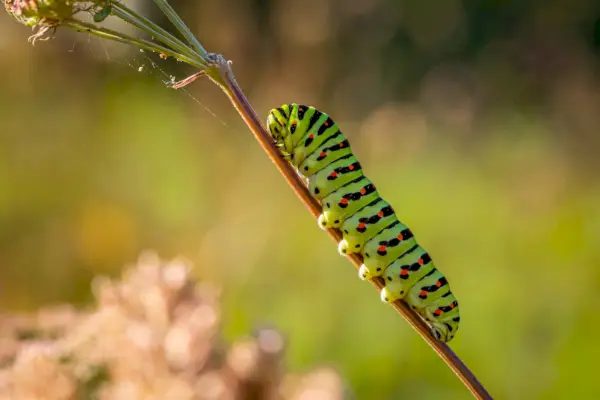 oruga verde y negra sobre tallo marrón en fotografía de primer plano durante el día