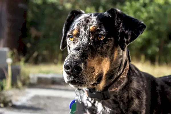 Simbolisme i significat del lleopard de Catahoula