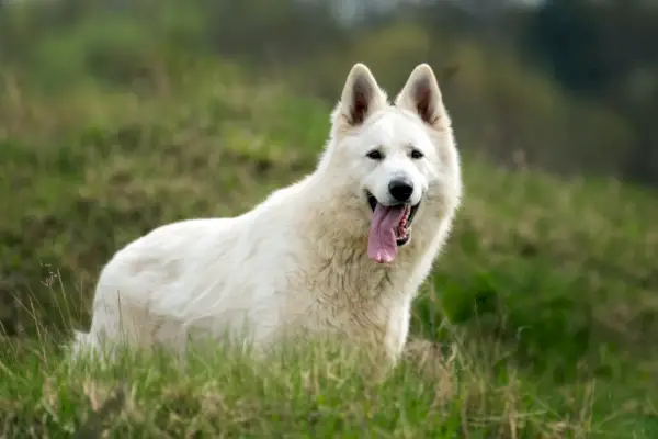 Simbolismo y significado de Berger Blanc Suisse