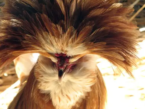 A lengyel csirke szimbolizmusa és jelentése