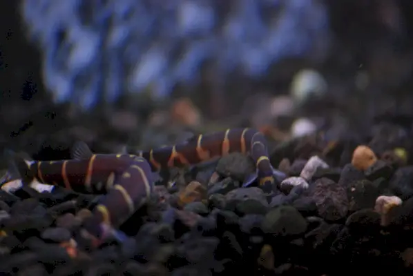 Loach simbolika un nozīme