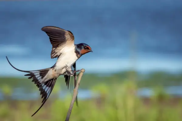 Svaler som et symbol på kjærlighet og gjenfødelse