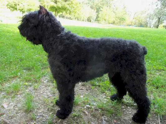 Bouvier des Flandres: symbol siły, lojalności i odporności