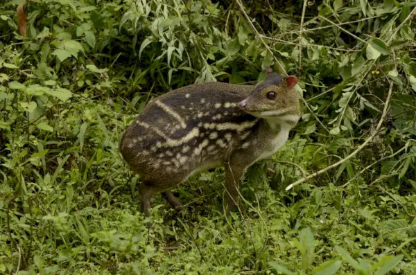 Mouse Deer Chevrotain สัญลักษณ์และความหมาย