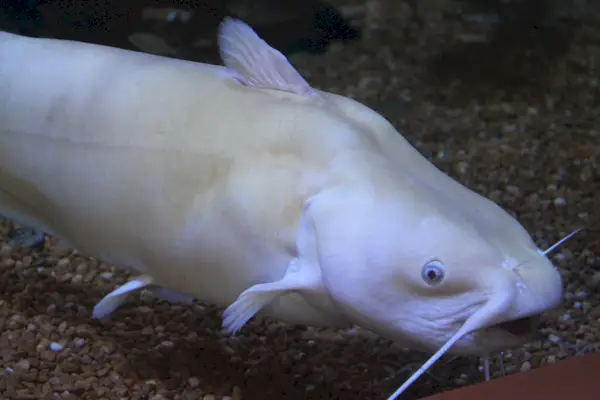 Simbolisme i significat del bagre blanc