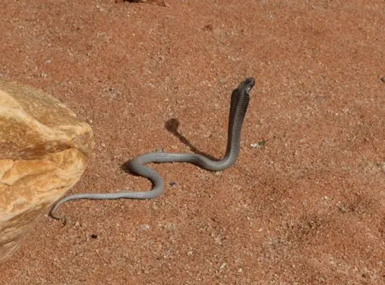 Simbolismo e significato della zebra cobra