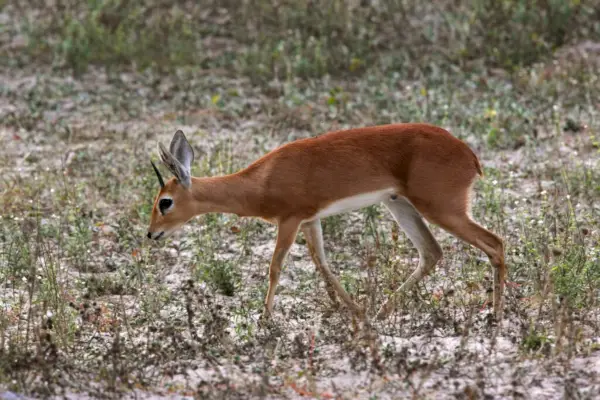 Symbolisme et signification de Dik Dik