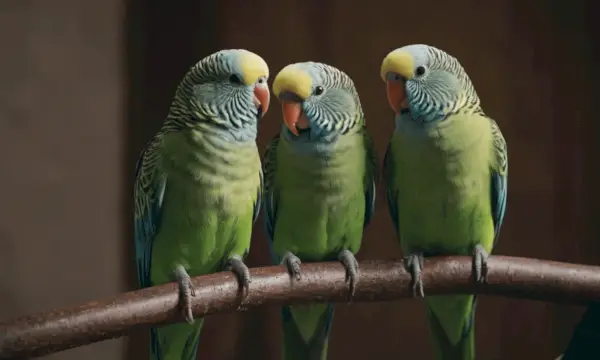 Символика и значение на папагал