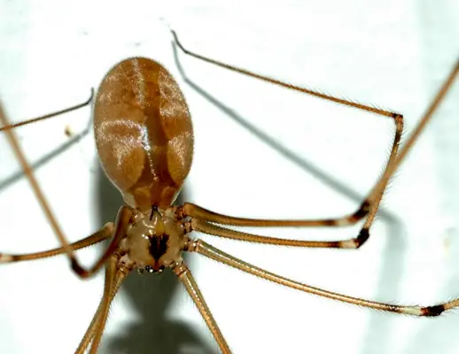 ਡੈਡੀ ਲੰਬੀਆਂ ਲੱਤਾਂ