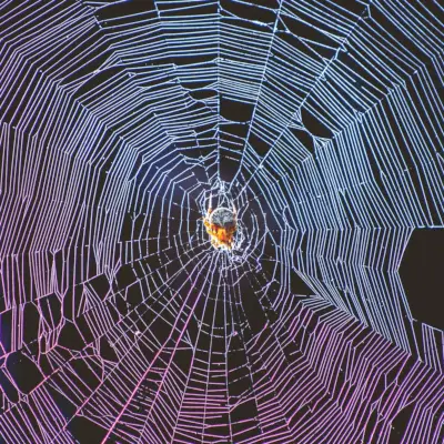 ਭੂਰੀ ਮੱਕੜੀ ਦੀ ਨਜ਼ਦੀਕੀ ਫੋਟੋਗ੍ਰਾਫੀ